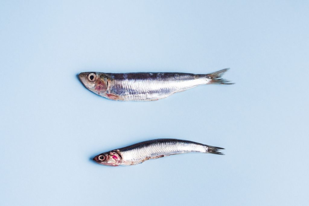 Diferencias entre Anchoas y Boquerones Un Viaje Culinario por el Mundo del Pescado en Conserva
