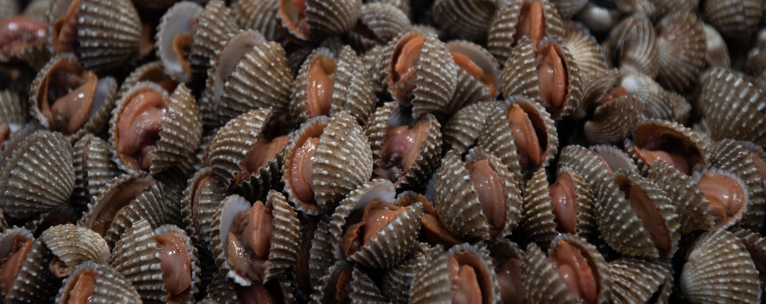 Berberechos: propiedades y beneficios nutricionales