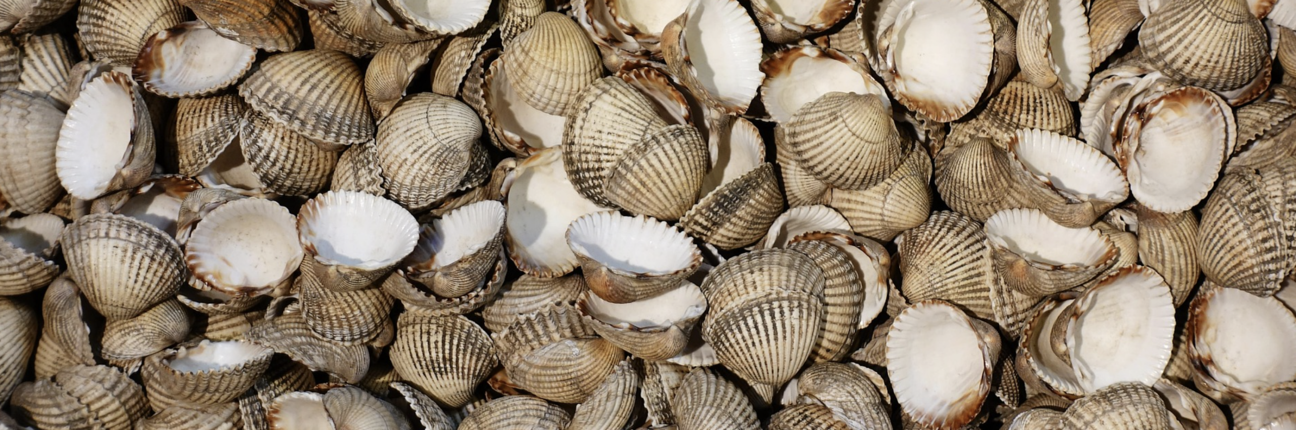 Cómo limpiar berberechos